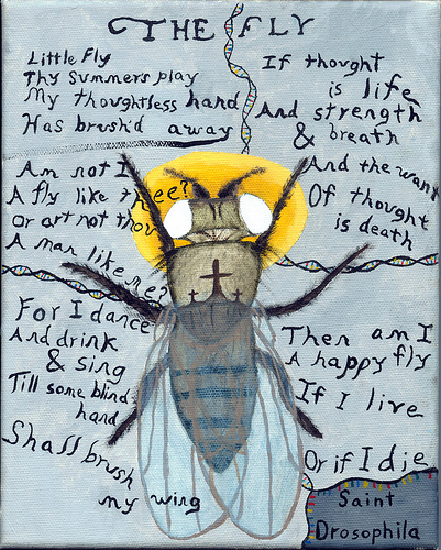 Drawing of fruit fly with text from William Blake's poem "The Fly"